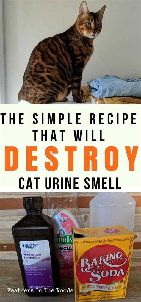 how to get cat urine off shoes